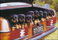 Rotties in Transit